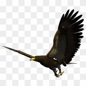 Bald Eagle Bird Flight Hawk - Flying Hawk Png, Transparent Png - flying png