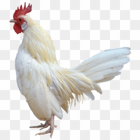 Rooster On White Background, HD Png Download - chickens png