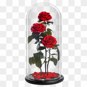 Bella Brothers - Garden Roses, HD Png Download - bella png