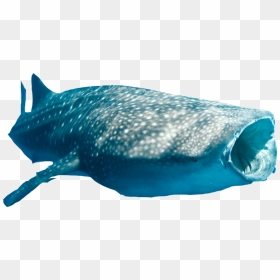 Sharkwhale Clipart Png - Whale Shark Transparent Background, Png Download - whale shark png