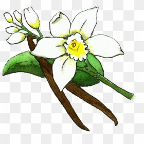 Vanilla Bean Flower Illustration , Png Download - Vanilla Bean Flower, Transparent Png - vanilla bean png