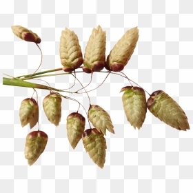 Bud, HD Png Download - grass png texture