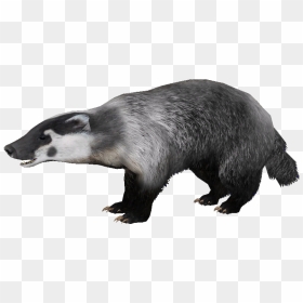 Download Free Png Badger Png, Download Png Image With - Badger Png, Transparent Png - badger png