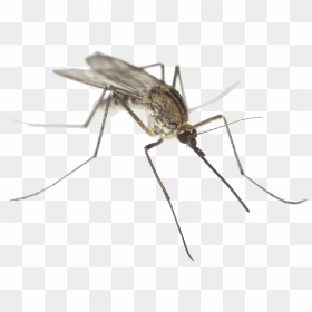 Mosquito Close Up - Mosquito With A White Background, HD Png Download - close png
