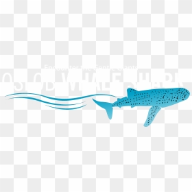 Oslob Whale Shark - Whale Shark, HD Png Download - whale shark png