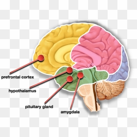 Content Articles Brains Fight Or Flight Impulese - Parts Of The Hypothalamus And Surrounding Structures, HD Png Download - content png