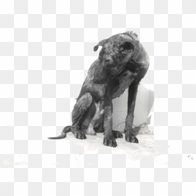 Abandoned Dog Png - Longdog, Transparent Png - dog .png