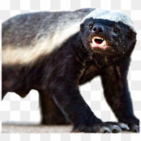 Large Picture Of A Badger , Png Download - Honey Badger Png, Transparent Png - badger png