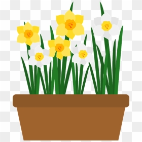 Narcissus Flower Clipart - Narcissus Flower Clipaet, HD Png Download - flower .png