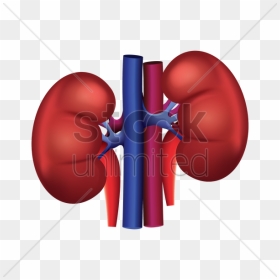 Kidney Png Clipart , Png Download - Human Kidney Vector Png, Transparent Png - kidney png