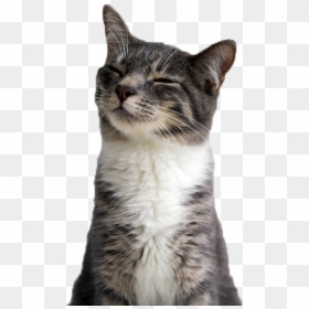 Cat Png, Transparent Png - funny png tumblr