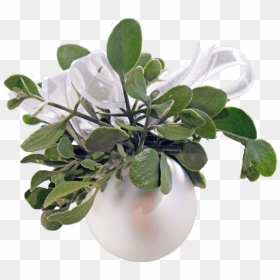 Mistletoe, HD Png Download - mistle toe png