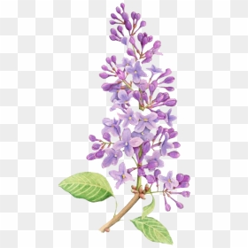 Lilac Flower Png Download Image - Simple Lilac Flower Drawing, Transparent Png - flower .png