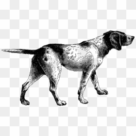 Digital Pointer Dog Illustration - Dog Pointer Clipart Png, Transparent Png - dog .png