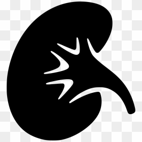 Kidney - Kidney Icon, HD Png Download - kidney png