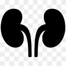 Kidneys Svg Png Icon - Transparent Kidney Clipart, Png Download - kidney png