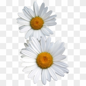 Transparent Other - Daisy Flowers Transparent, HD Png Download - white daisy png