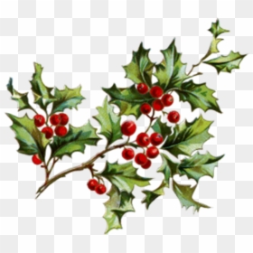 #christmas #merrychristmas #navidad #muerdago #mistletoe - Christmas Berries Png, Transparent Png - mistle toe png