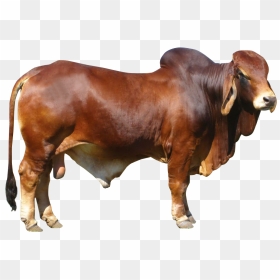 Bulls Png Hd - Bull Png, Transparent Png - bulls png