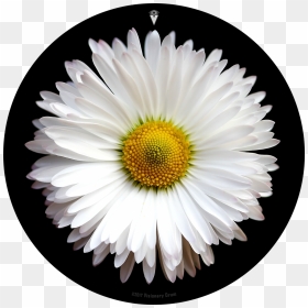 White Daisy Flower Drum Skin For Bass, Snare And Tom - Daisy Flower, HD Png Download - white daisy png
