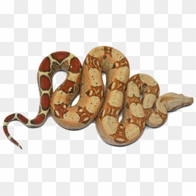 Boa Constrictor Of South America, HD Png Download - boa png
