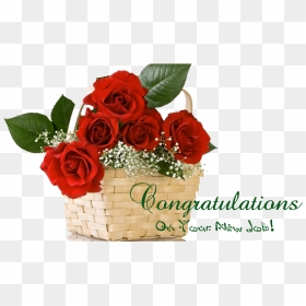 Happy Rose Day All Friends, HD Png Download - congrats png