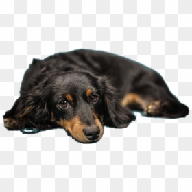 Dog, HD Png Download - dog .png