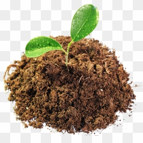 Leaves In Mud Png Image - Mud Png, Transparent Png - mulch png