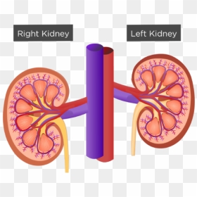 Transparent Kidney Png, Png Download - kidney png