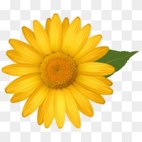 Daisy Clipart Png - Yellow Daisy Flower Clipart, Transparent Png - white daisy png