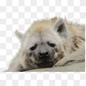 White Hyena, HD Png Download - white fur png