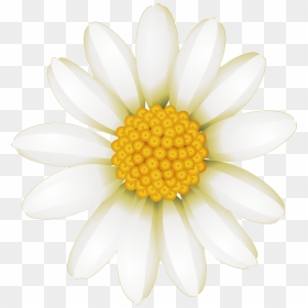 Fresh White Hand Drawn Chrysanthemum Decorative Elements - Marguerite Daisy, HD Png Download - white daisy png