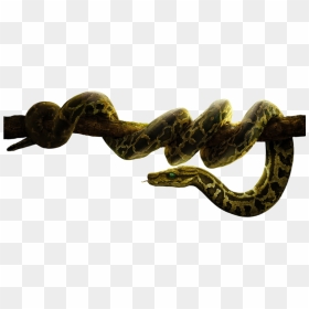 Png Files With Transparent Background - Transparent Background Python Snake Png, Png Download - boa png