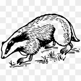 Illustration, HD Png Download - badger png