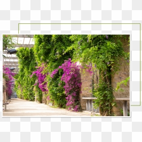 Bougainvillea, HD Png Download - green wall png