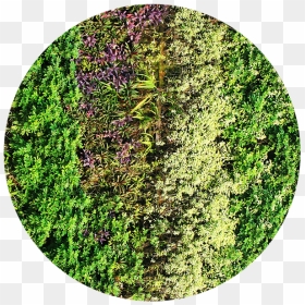 Green Wall Design - Circle, HD Png Download - green wall png