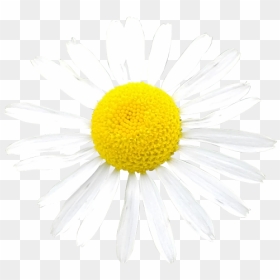 Daisy Logo, HD Png Download - white daisy png