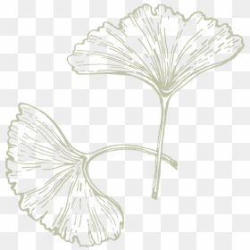 Drawing Ginkgo Leaf Png, Transparent Png - connections png
