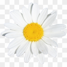 Flower Flowers White Yellow Daisy - Oxeye Daisy, HD Png Download - white daisy png