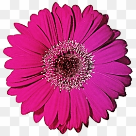 Gerbera Clipart Black And White - Gerbera Daisies Png, Transparent Png - white daisy png