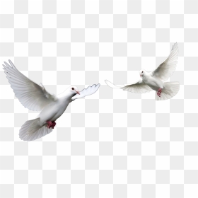 El Espiritu Santo Paloma Related Keywords El Espiritu - White Pigeon Flying Png, Transparent Png - espiritu santo png