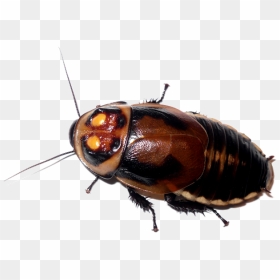 Roach Png - Nymph Cockroach Clipart Png, Transparent Png - roach png