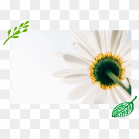 White-daisy - Poesie Sui Fiori Di Primavera, HD Png Download - white daisy png