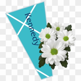 The Colour Is A Perfect Match With The White Colour - African Daisy, HD Png Download - white daisy png