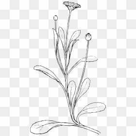 Field Daisy Clip Arts - Plant Line Art Vector Free, HD Png Download - white daisy png