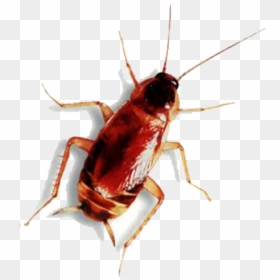 Roach Png Free Download, Transparent Png - roach png