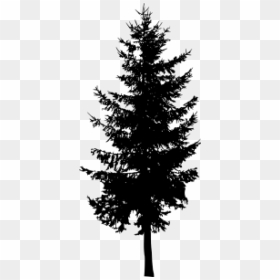 Pine Larch Evergreen Silhouette Tree - Transparent Background Pine Tree Silhouette Png, Png Download - pine tree clip art png