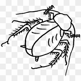 Roach Drawing Black And White Clip Art Download - Roach, HD Png Download - roach png