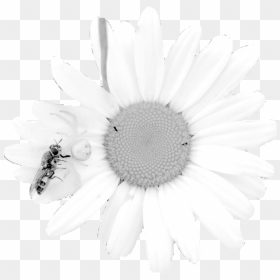 Daisy - Oxeye Daisy, HD Png Download - white daisy png