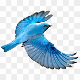 Free Png Download Flying Mountain Blue Bird Png Images - Flying Bluebird Transparent Background, Png Download - blue bird png